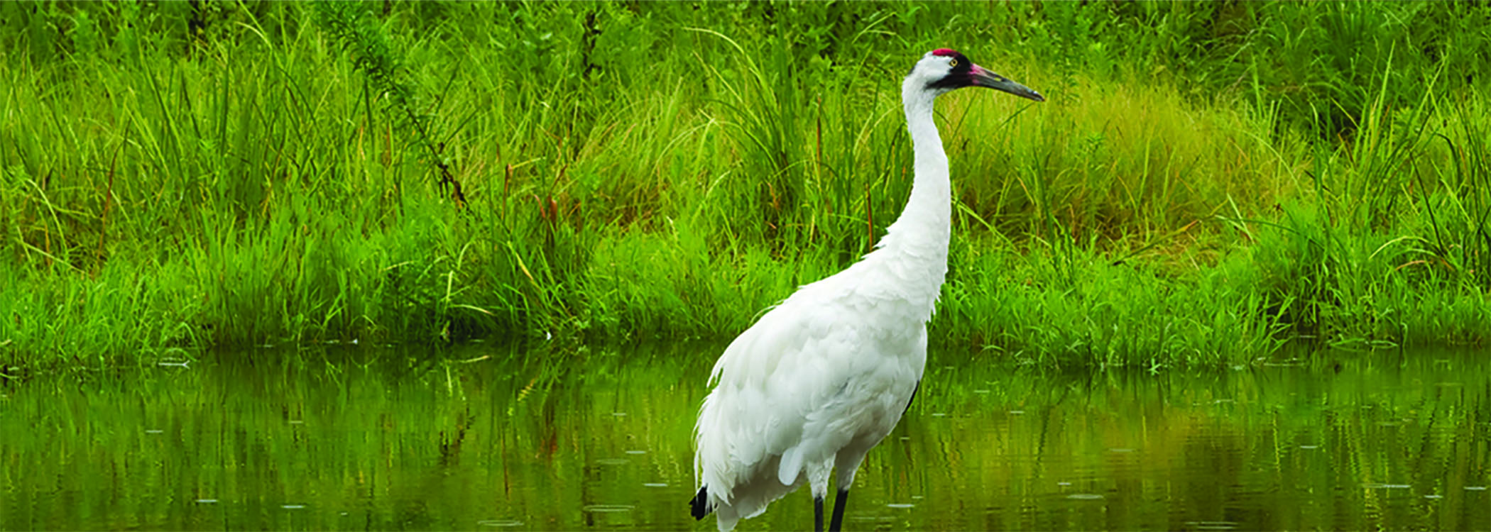 Vermilion Parish Nature