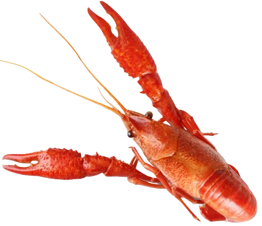 Crawfish-towns-image-vector