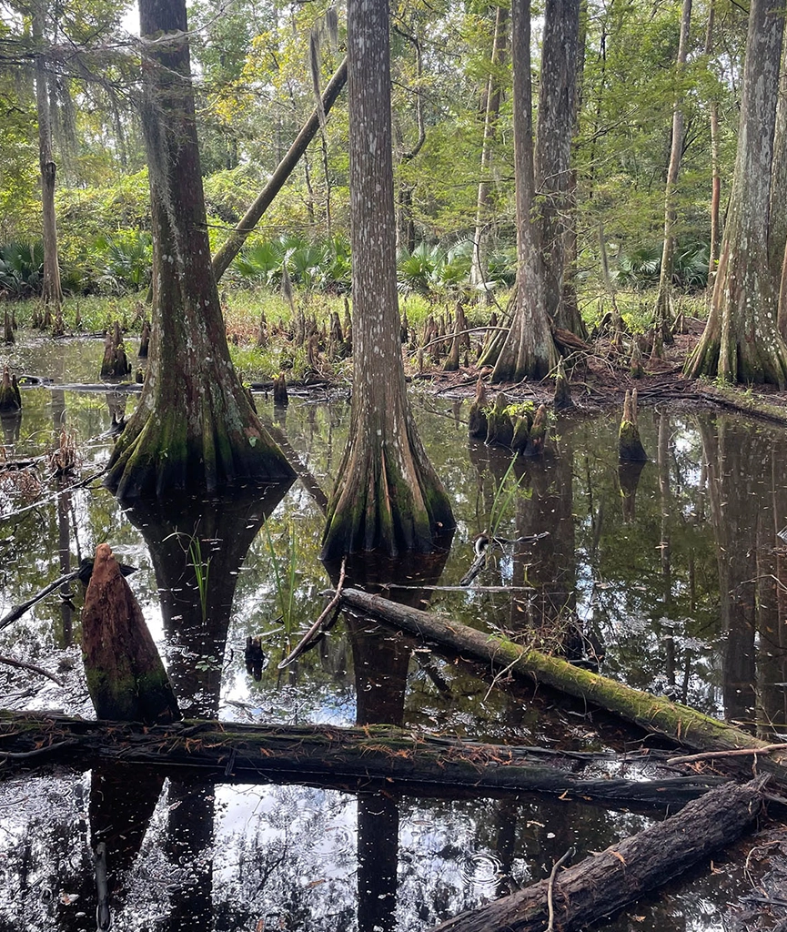 PISP swamp