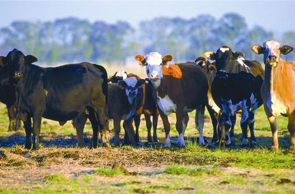cattle
