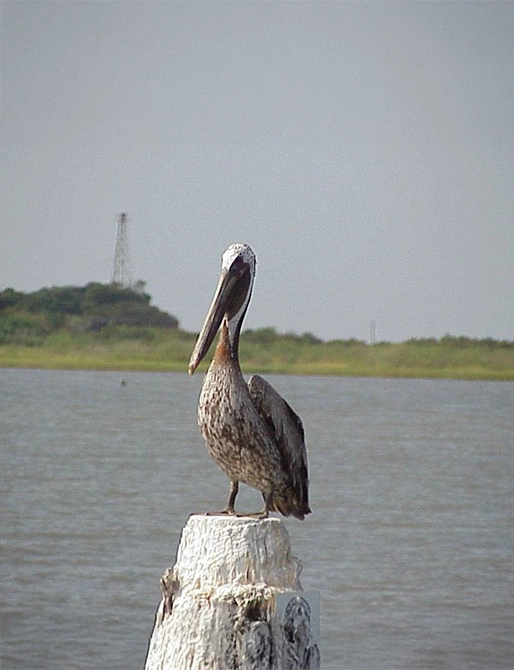 pelican on pier