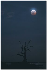 Lunar Eclipse over Peacan Island featuring the hurricane blown tree. Taken in 2026 by Jacob Cavallaro.