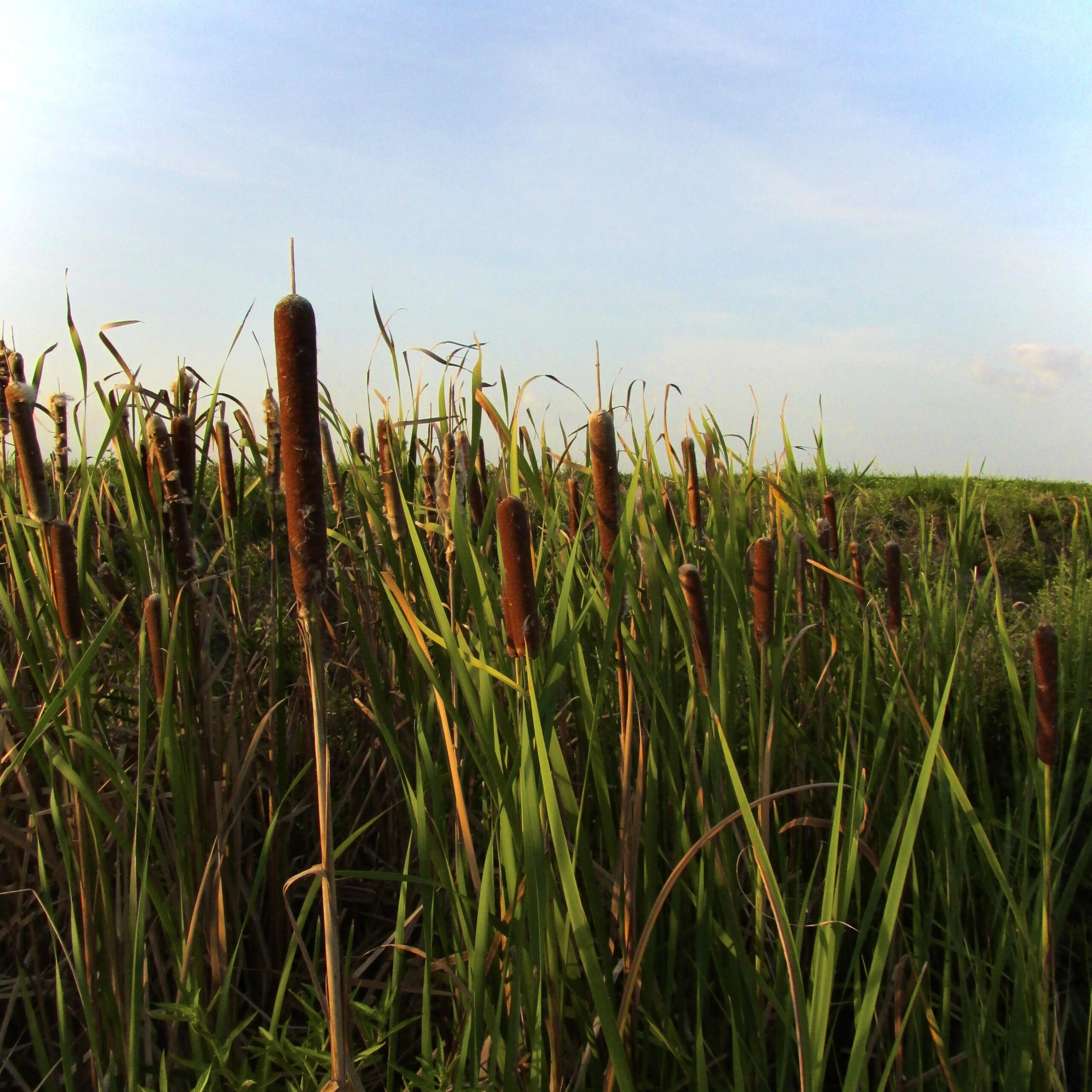 Cattails