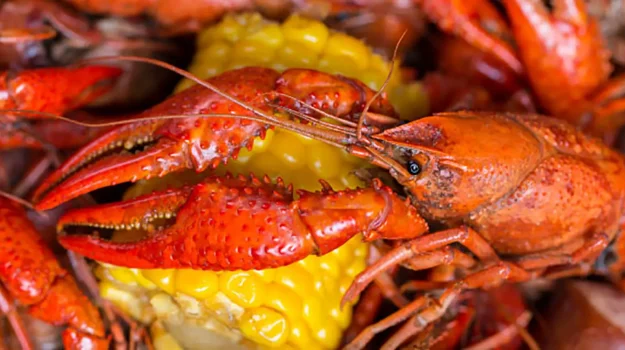 Crawfish