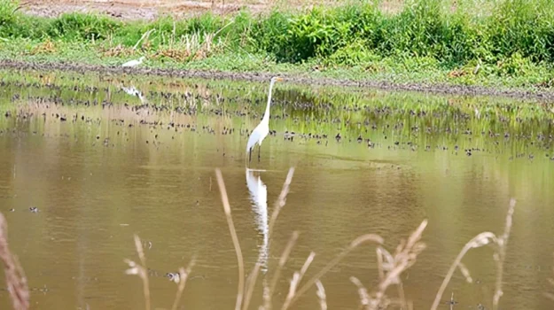 birding-banner