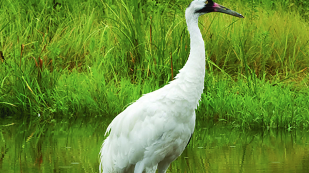 nature-image.jpg
